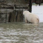 Polar Bear at Port Nelson (railway terminal)